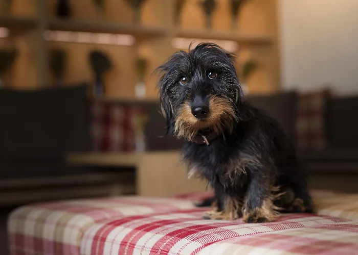 Hotel Cervo Mountain