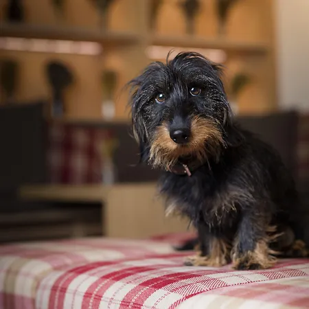 Hotel Cervo Mountain